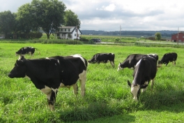 Cows grazing in pasture between Farmhouse and LWH