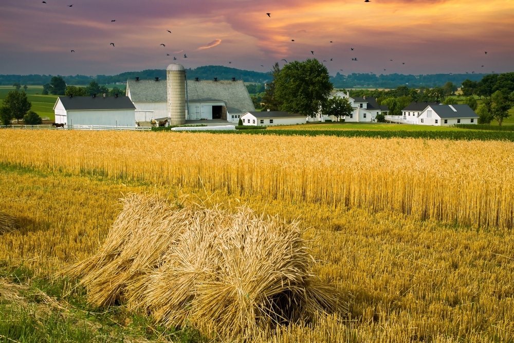 Amish in Lancaster