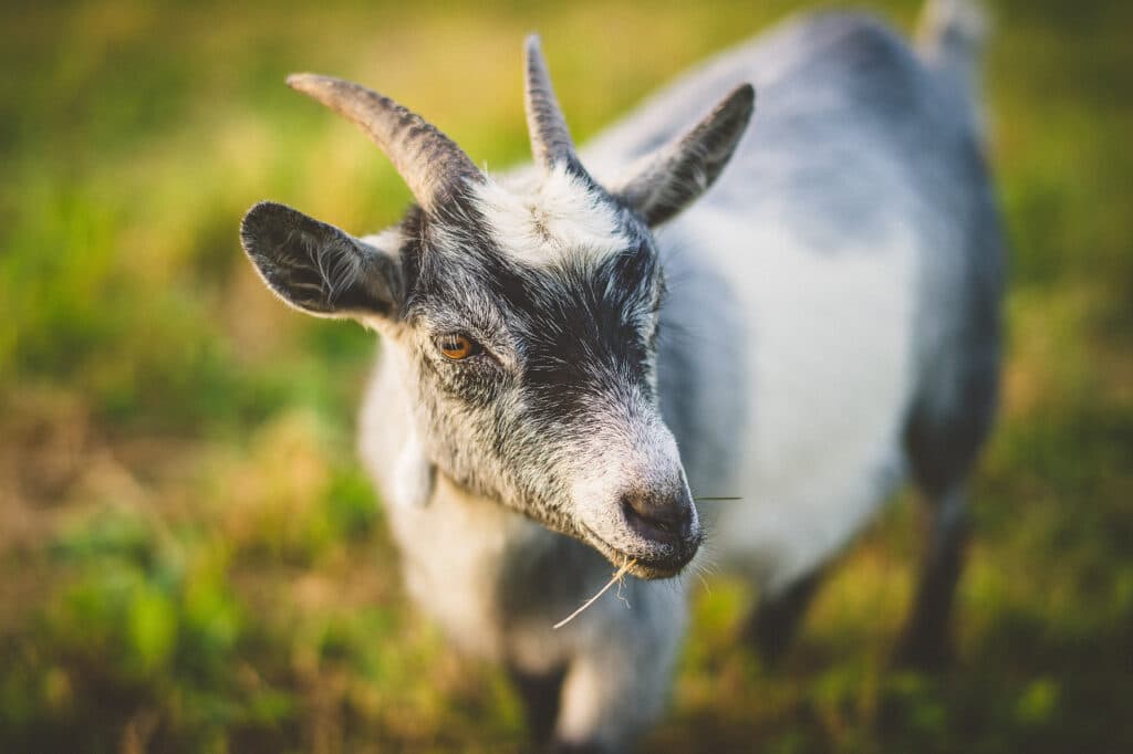 Why You Should Stay on a Farm with Animals This Summer 1 Grey goat with horns at Verdant View Farm, one of the reasons you should stay on a farm with animals this summer.