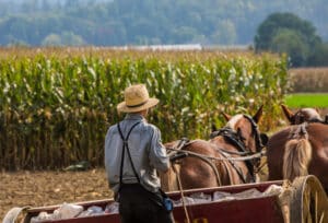 Why You Should Stay on a Farm with Animals This Summer 2 Young Amish farm working the land by horse. Learn more about the Amish and their traditions when you stay on a farm with animals this summer at Verdant View.