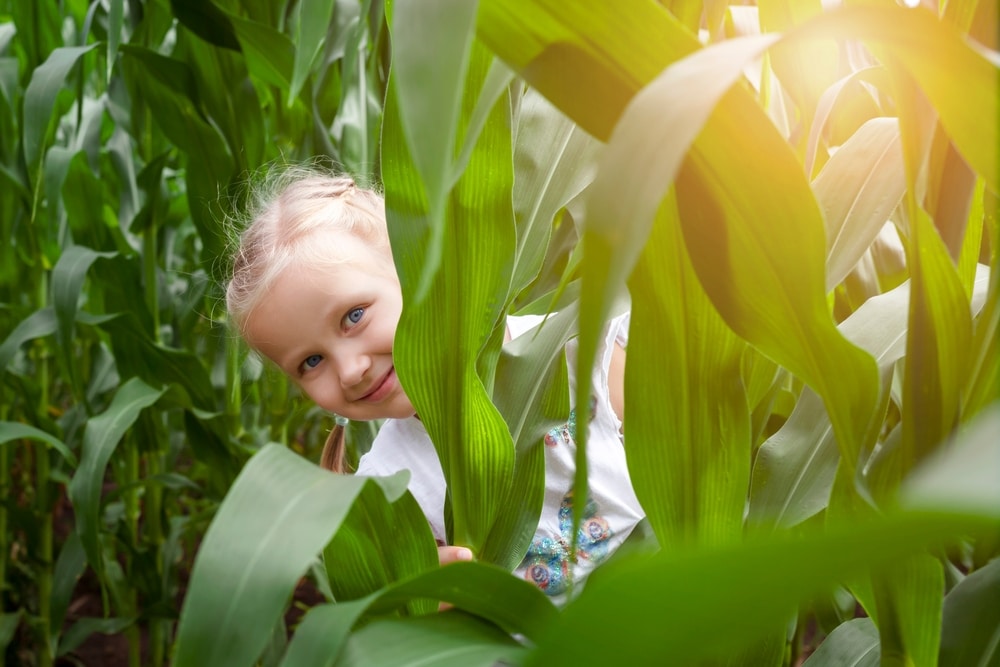 The Best Things to Do This Fall at Farms in Lancaster PA 4 Visiting a corn maze is one of the best things to do this fall at Farms in Lancaster PA.