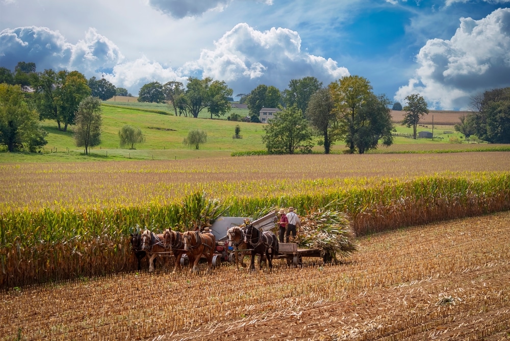 Explore Amish Country in Pennsylvania 1 Harvesting in Amish Country in Pennsylvania.