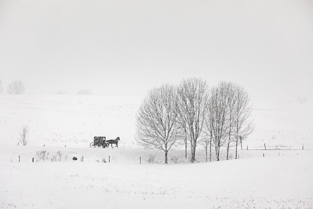 Winter at our Lancaster Farm 1 Amish Buggy in snow near our Lancaster Farm.
