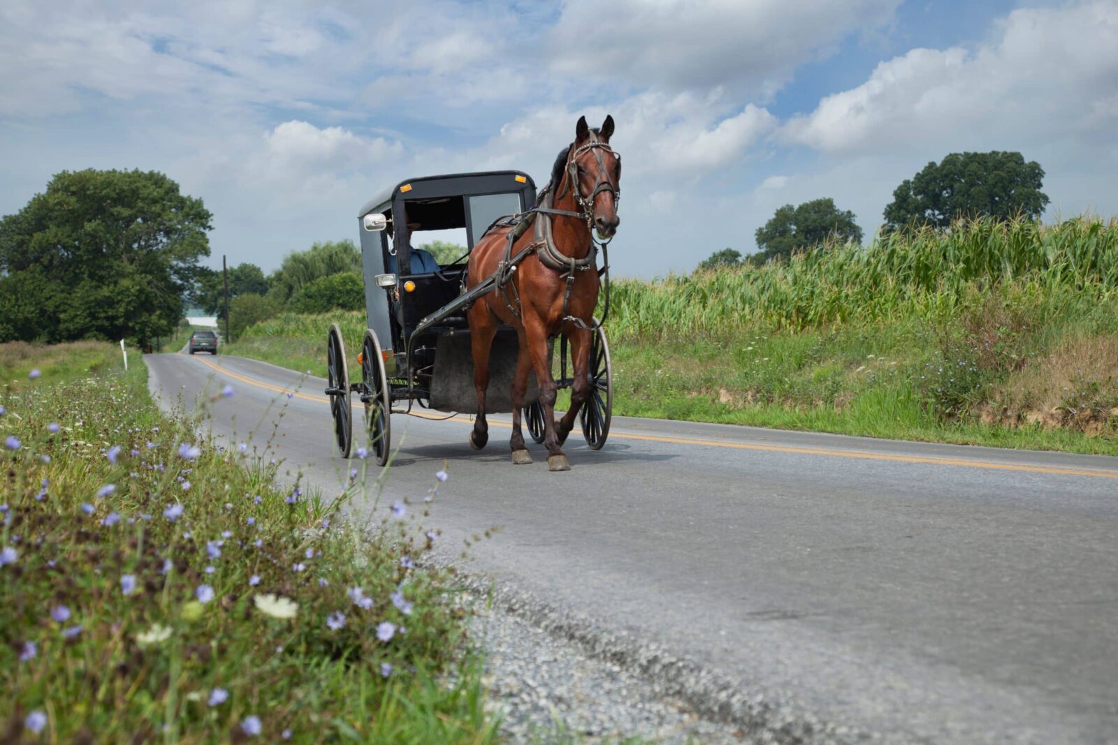 The Best Amish Towns in Pennsylvania to Visit This Year 1 Horse drawn Amish buggy near one of the best Amish towns in Pennsylvania.