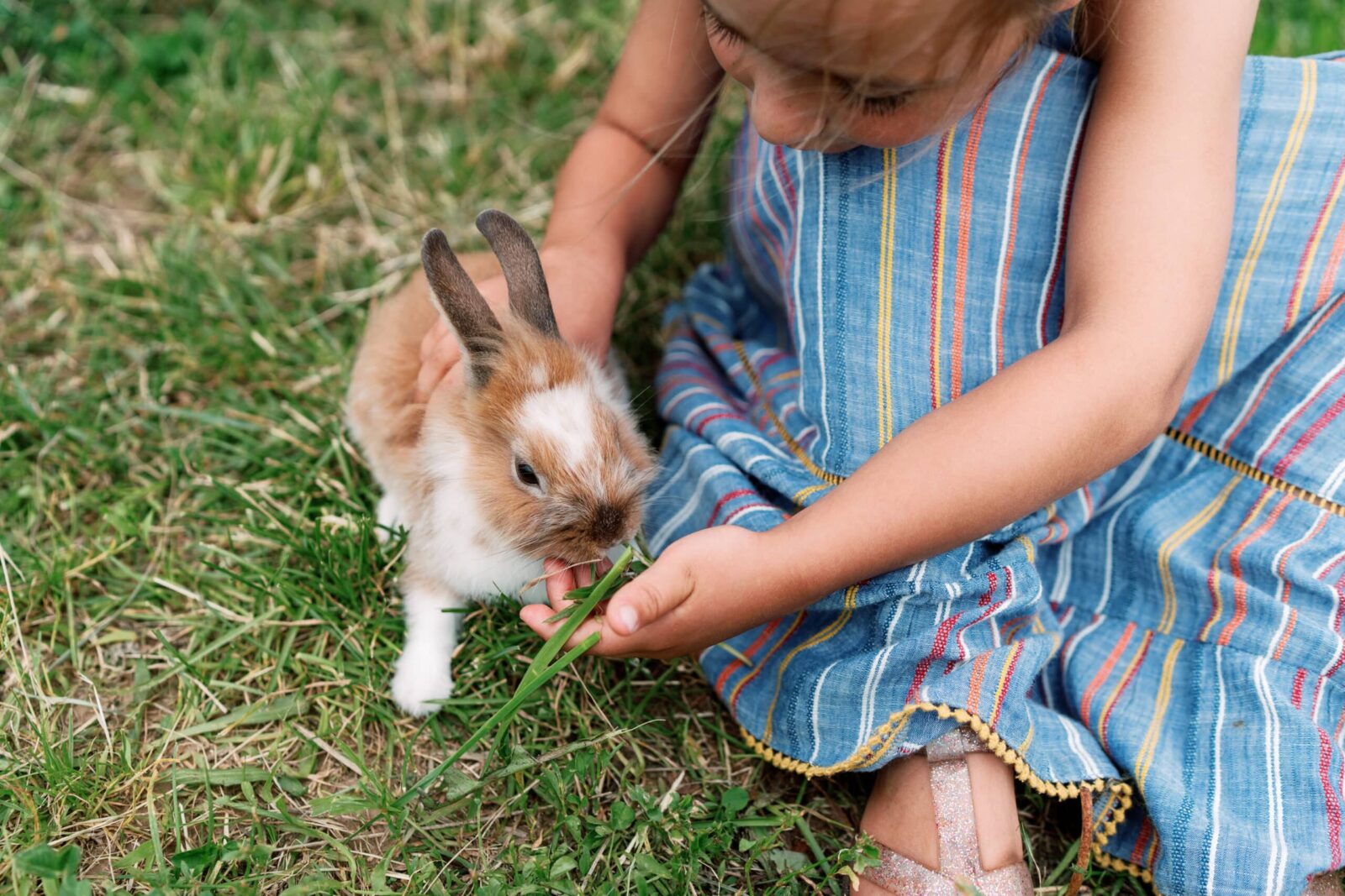 The Best Family Farm Stays Near Philadelphia 2 Girl feeds baby bunny. Spring brings baby animals to family farm stays.