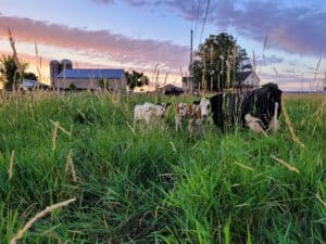 Cows on our Farm in Lancaster PA at sunset